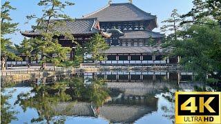 【Walking around Todaiji Temple in Nara, Japan】