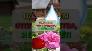 Чудесная подкормка для цветов #сад #огород #дача