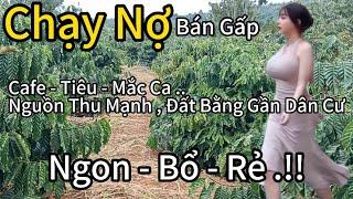 Sốc: Đất Đắk Nông Sổ Đủ .2,8ha Vườn Cafe,Sầu Riêng, Tiêu. Giá Rẻ Bất Ngờ!