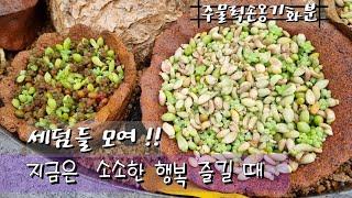 세덤 화분 가득 만들기 | 소소한 행복찾기 | 다육 키우는 재미 |주물럭다육화분