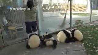 Panda cubs and nanny Mei’s war 