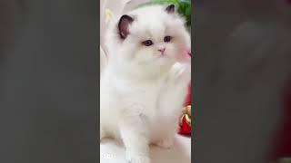 #pets #cat #cutedog #animals #catlover