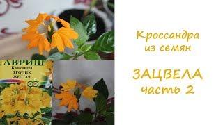 Кроссандра из семян зацвела.//Валентина Земскова
