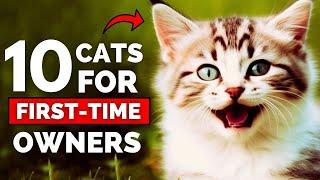 10 Best Cat Breeds For First Time Owners