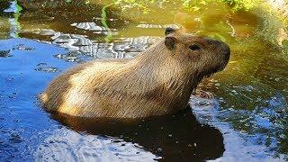 5 Capybara Facts (The World's Largest Rodent)