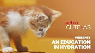 An Education in Wet Cat Food Hydration | Petco, Applaws, Solid Gold, Wellness & WholeHearted