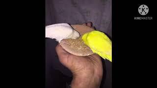 My new budgies parrot lutino + albino red eyes || GS Birds Info||