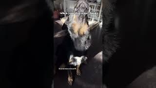 the husky in him is showing  #huskyhowl #huskydog #dogvideos #viraldogsvideos