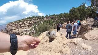 Squirrel @ Grand Canyon