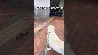 어디 누구 계세요??! #댕청미 #강아지일상 #retreiver