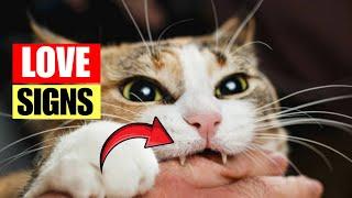 17 Signs Your Cats Sees You as Their Parent | you must know this