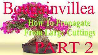 Bougainvillea Bonsai - How to Propagate From Large Cuttings (1 year updated)