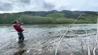 50 pounder atlantic salmon! The giant salmon of Gaula.