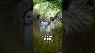 The only parrot that can’t fly 🪽