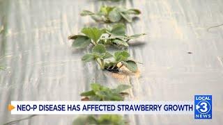 Neo-P disease is affecting local strawberry plants in the Tennessee Valley