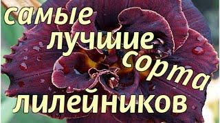 ПОСАДИТЕ САМЫЕ ЛУЧШИЕ сорта ЛИЛЕЙНИКОВ!/Plant the best varieties of daylilies!