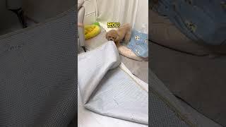 This dog helps housekeeping for his blind father #shorts