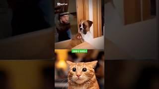 GIVE THIS VIDEO A TITLE Cat bombastic #funny #cat #catlover # popular # shorts