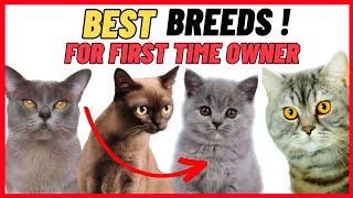 10 Best Cat Breeds For First Time Owners - Beginners !