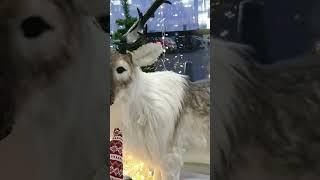 АААА!! какой шикарный олень !!! Дедушке Морозу понравился бы!!! Леруа Мерлен!!! 2023 Новый Год!