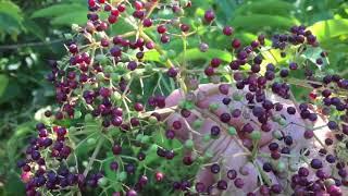 Elderberry - wild edible