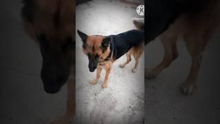 my first shorts Block(part 1) my name is Robby my dog nameis Tuffy thank you for the watching video