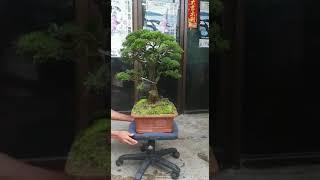 Bonsai Baeckea Frutescens