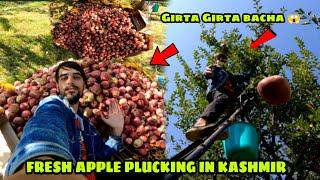 Fresh Apple Plucking in Kashmir  || Asia's 2nd Largest Fruit Mandi in Kashmir valley 