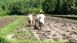 Cow plough paddy fields.MTS