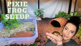 PIXIE FROG TANK SETUP *AFFORDABLE AND EASY*