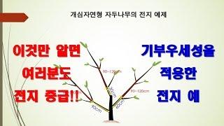 과수재배 기초 5편 - 전지(2)