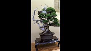 Shinji Suzuki's Bonsai garden #shorts #japan #japanese #bonsai