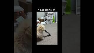 1,000원vs10,000원 강아지 빗 반응