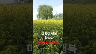 자연이 마음을 즐겁게 해준다#청주#농업기술센터#유채꽃#버드나무