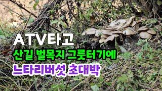 ATV 타고 산길 다니면서 느타리버섯 대박따기