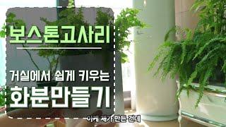 보스톤 고사리 거실에서 쉽게 키우는 화분 만들기!