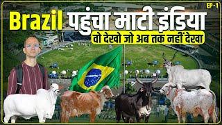 Brazil में Gir गाय 80 लीटर दूध देती है  कितना सच कितना झूठ? Investigation शुरू । Episode 1 ।