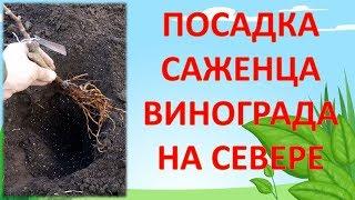 КАК ПОСАДИТЬ ВИНОГРАД В СРЕДНЕЙ ПОЛОСЕ. Посадочная яма для винограда. Посадка саженца винограда.
