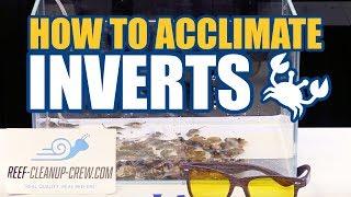 How to Acclimate Clean Up Crew Invertebrates To Your Reef Aquarium