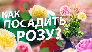 КАК ПОСАДИТЬ РОЗУ ВЕСНОЙ? Выбираем место, почву, заглубляем прививку