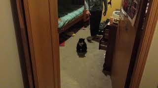 Funny super trusting cat.