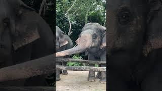 Asian elephant conservation _ Elephant Protection | A Story of Hope and Redemption