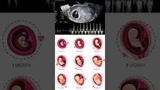 baby ultrasound scan #pregnant #women