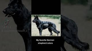 My favorite German shepherd colors