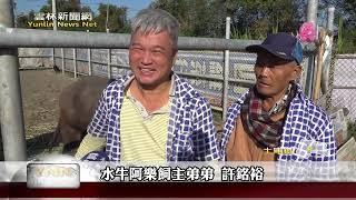 人牛情深！ 土庫水牛安養中心飼主、老牛相見歡-雲林新聞網