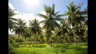 TNAU Coconut Tonic   Documentry