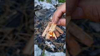 Pine is the Best Wood to Start a Fire  #bushcraft #nature #survival #vild #parkranger