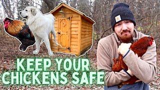 3 Ways To Have PREDATOR FREE Chickens