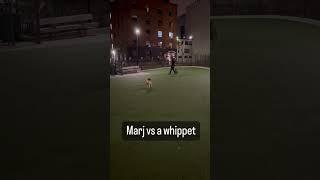 My mini golden doodle loves to run with a Wippet