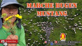 Marche Bugen Mustang || मार्चे बुगेन मुस्ताङ Vlog_2080 || Visit Mustang Nepal